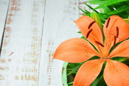 Orange flowering lily plant, in rustic wooden pot, background of old boards. Copy space.の写真素材
