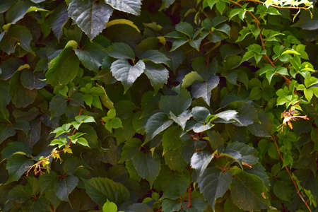Climbing plant with green leaves and fast growth.の写真素材