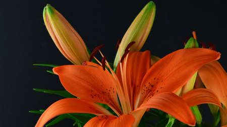 Close up. Natural orange lilies on black background.の写真素材