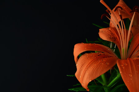 Close up. Natural orange lily with tiny drops, on a black background, copy space.の写真素材