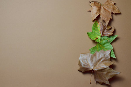 Autumnal background, natural dry leaves, brown background and copy space. Top view.の写真素材
