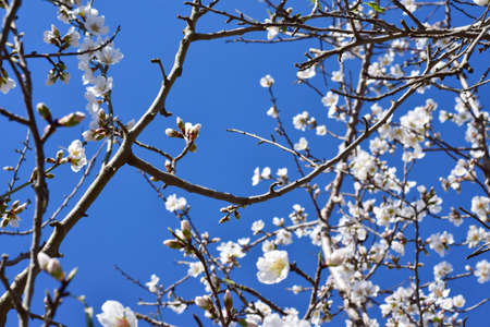 Almond tree in its branches and beautiful white flowers, open where a process will come out the fruit.の写真素材