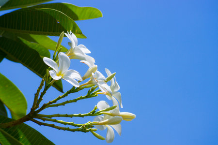 Frangipani flowers