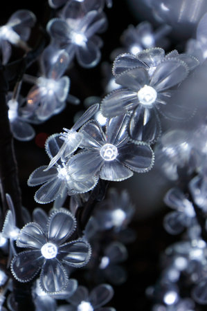 Light on flowersの写真素材