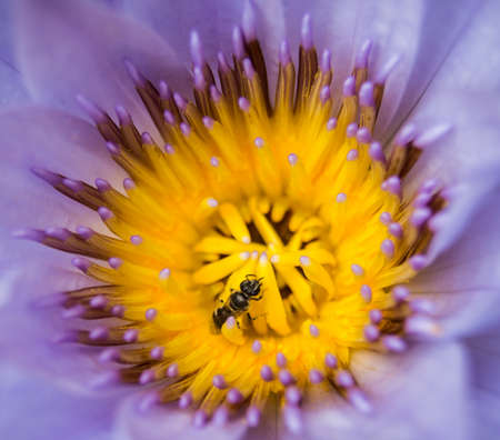 Lotus Insectの写真素材
