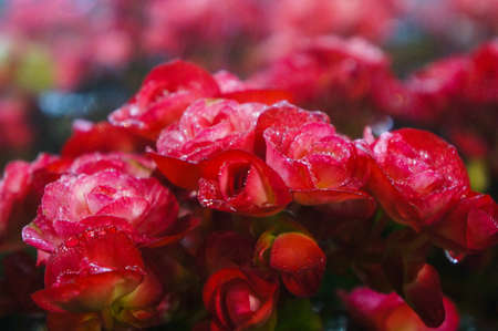 Red flowerの写真素材