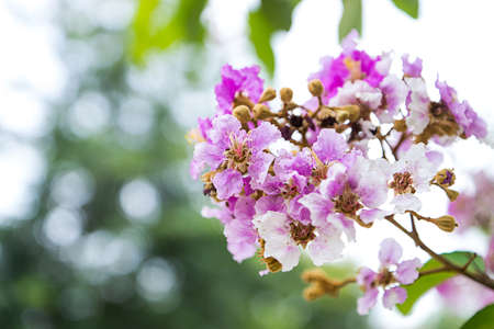  lagerstroemia speciosaの写真素材