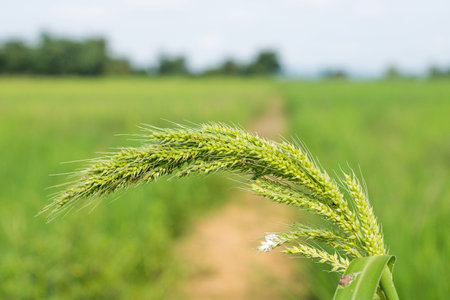 Birdrice,jungle rice
