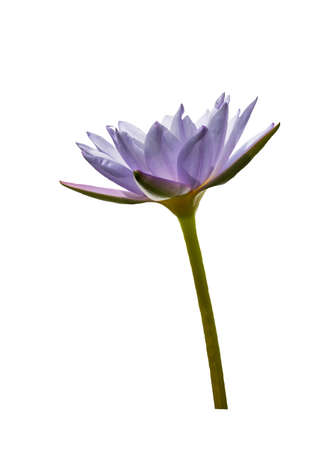 Lotus on isolatedの写真素材