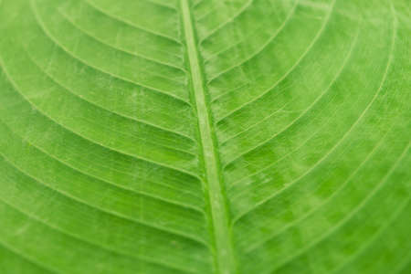 green leaf backgroundの写真素材