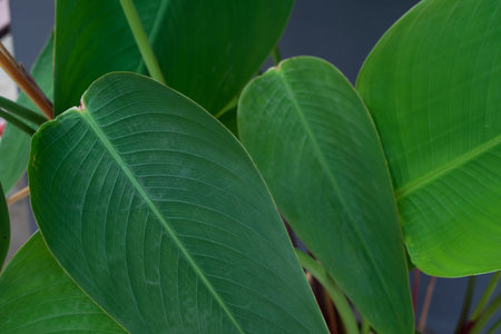 green leaf background out of focus and blurの写真素材
