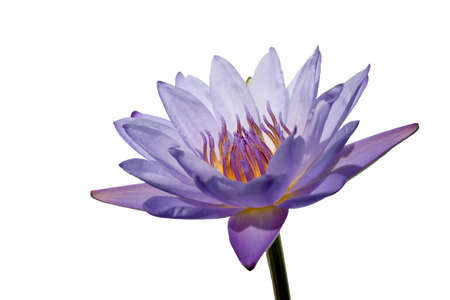 Lotus flower on isolatedの写真素材