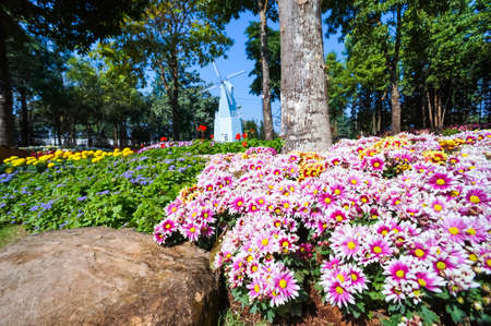 Flower in the gardenの写真素材