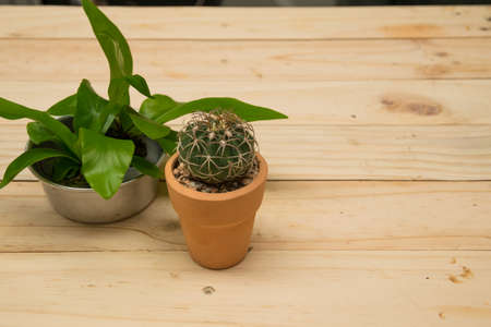 Potted cactus on the wooden floorの写真素材