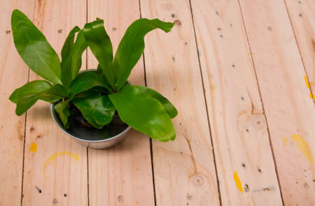 Potted cactus on the wooden floorの写真素材