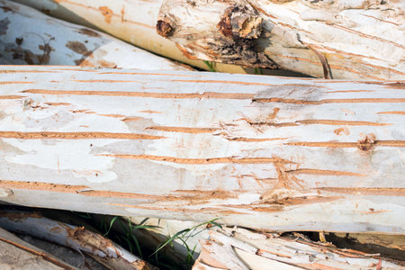 Wood eucalyptus truncated aside for transport. In the field eucalyptus.