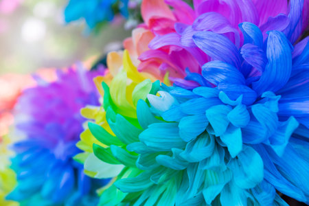 Close up Chrysanthemum colors flower background