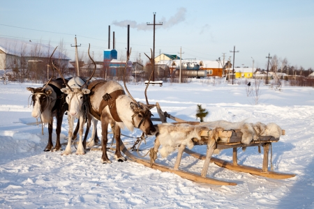 Northern deer are in harness on snow in winter on background countryside の写真素材