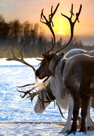 Northern deer are in harness on snow on sunset background.の写真素材