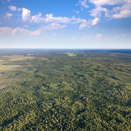 Aerial view unlimited forest area during summer.の写真素材