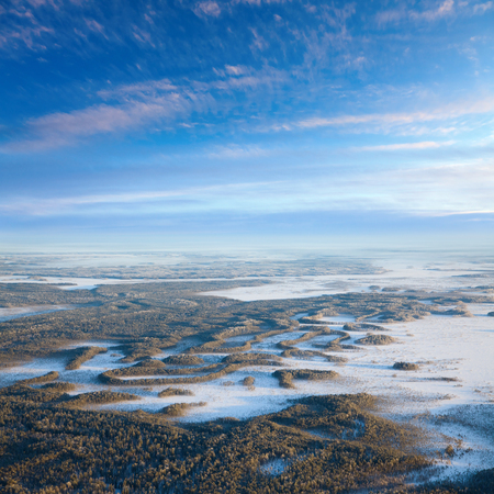 Aerial view of pine forest during a winter sunset.の写真素材