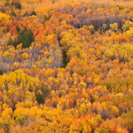 Background of autumnal trees texture pattern. Bright autumn forest, top view.