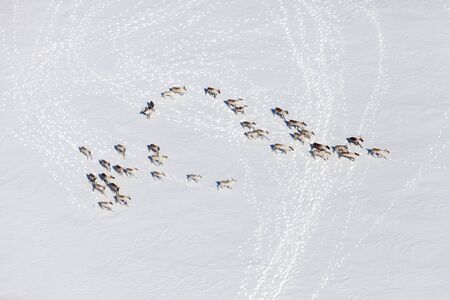 Aerial view of herd of reindeer, which ran on snow in tundra.の写真素材