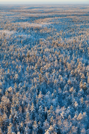 Aerial view of forest plain in time of sunny winter day.の写真素材