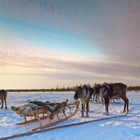 Northern deer in harness on snowの写真素材
