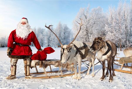 Santa Claus are near his reindeers in snowy forest.の写真素材