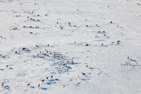 Deer in winter tundra, view from aboveの写真素材