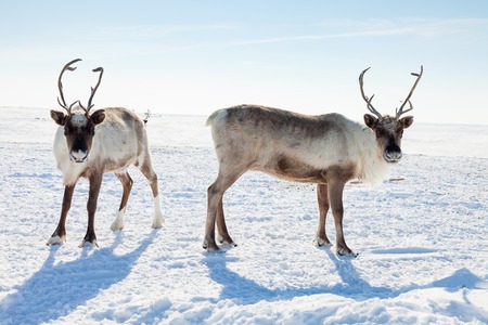 Reindeer in winter tundraの写真素材