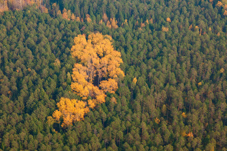 Top view of autumn forest