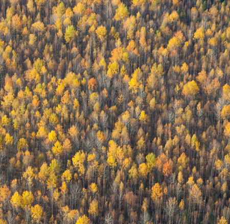 Top view of autumn forest