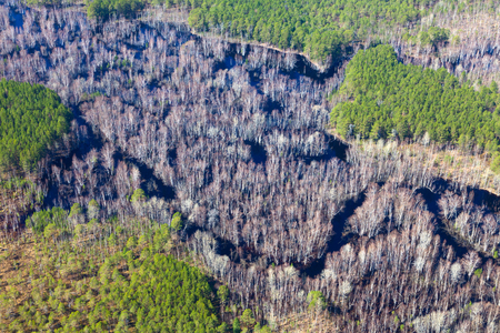 Aerial view of forest river during spring floodingの写真素材