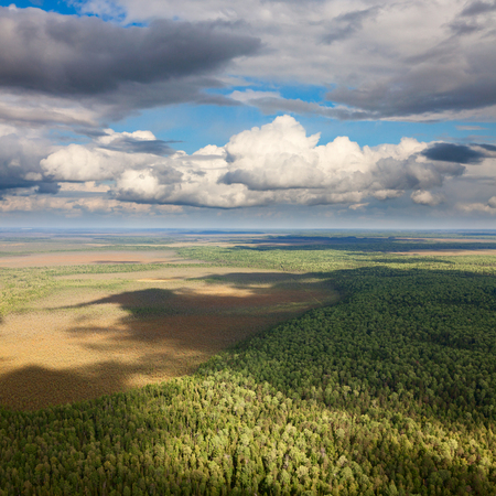 Forest plain under cumulus cloudsの写真素材