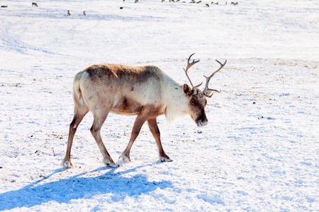 Reindeer in winter tundraの写真素材