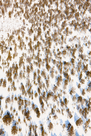 pine woodlands, top viewの写真素材