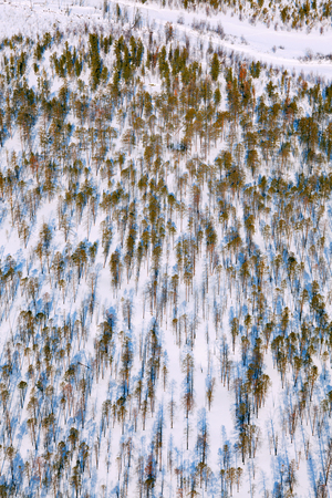 pine woodlands, top viewの写真素材