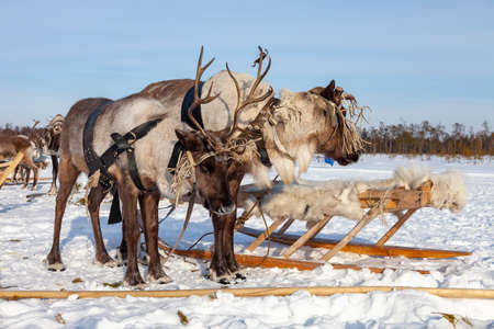 Reindeers are standing in harness before trophy racing during winter day.の写真素材