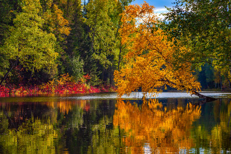 Red autumn leaves reflecting in the waterの写真素材