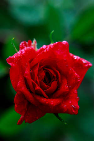 pygmy roseの写真素材