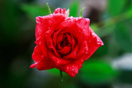 pygmy roseの写真素材