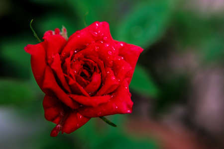 pygmy roseの写真素材