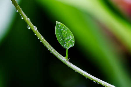 Fresh grass with dew drops close upの写真素材
