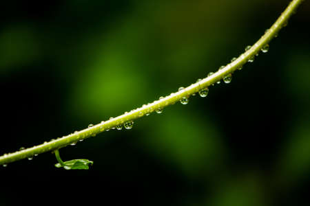 Fresh grass with dew drops close upの写真素材
