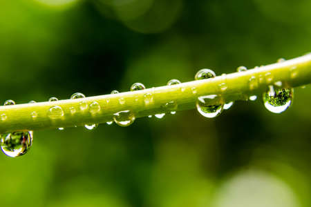Fresh grass with dew drops close upの写真素材