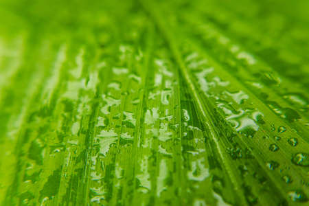 Natural green background with leaf and drops of waterの写真素材