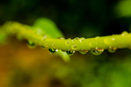 Fresh grass with dew drops close upの写真素材