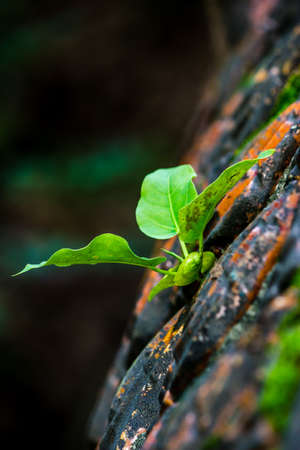 moss close upの写真素材